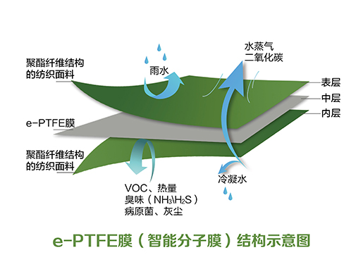 分子膜結(jié)構(gòu)_畫(huà)板 1 副本.jpg